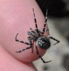 Aculepeira carbonarioides