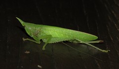 Acantheremus
