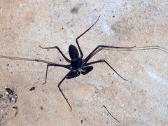 Acanthophrynus coronatus