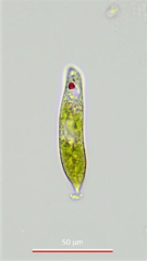 Euglena caudata
