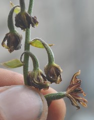 Epipactis veratrifolia