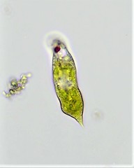 Euglena caudata