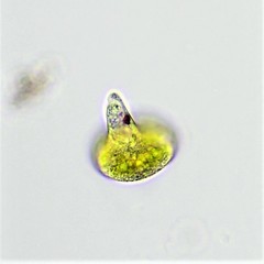 Euglena caudata