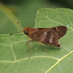 Nyctelius nyctelius