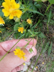 Potentilla crantzii
