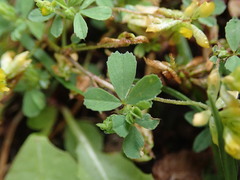 Trifolium micranthum