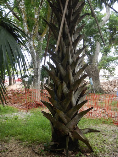 Image of Sabal yapa by (c) Cenoteando, some rights reserved (CC BY-SA)