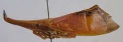 Odontoptera carrenoi