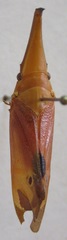 Odontoptera carrenoi
