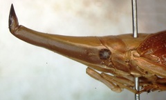 Odontoptera carrenoi