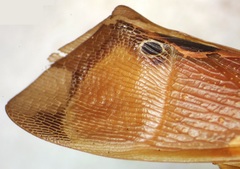 Odontoptera carrenoi