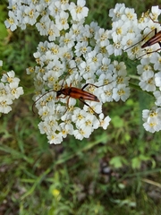 Stenurella septempunctata