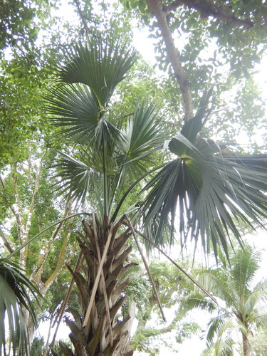 Image of Sabal yapa by (c) Cenoteando, some rights reserved (CC BY-SA)