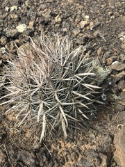 Ferocactus fordii borealis