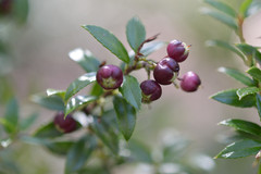 Gaultheria phillyreifolia