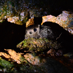 Cypseloides fumigatus