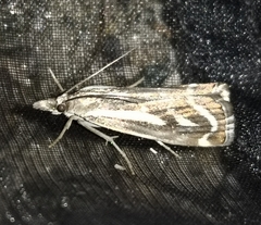 Catoptria luctiferella