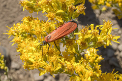 Lycomorpha regulus