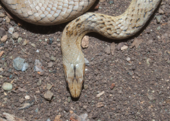 Cubophis cantherigerus