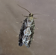 Zeiraphera improbana