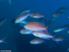 Anthias anthias