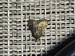Loxostegopsis merrickalis