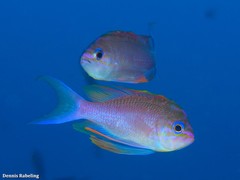 Anthias anthias