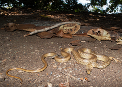 Cubophis cantherigerus