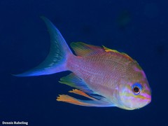 Anthias anthias