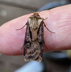 Agrotis vancouverensis