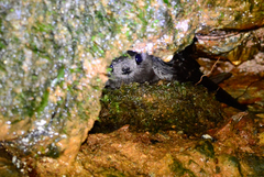 Cypseloides fumigatus