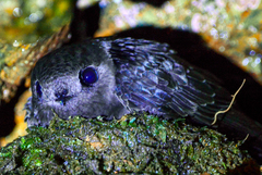 Cypseloides fumigatus