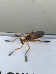 Diogmites neoternatus