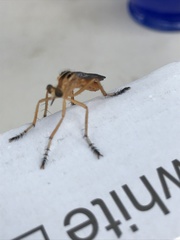 Diogmites neoternatus