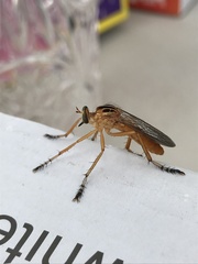 Diogmites neoternatus