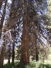 Pinus contorta murrayana