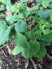 Digitalis grandiflora