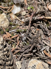 Rhysodromus alascensis