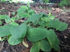 Digitalis grandiflora