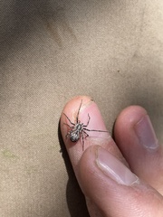 Rhysodromus alascensis