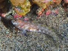 Vanneaugobius canariensis