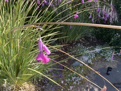 Dierama pulcherrimum
