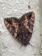 Catocala muliercula