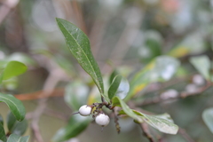 Azara integrifolia