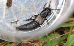 Philonthus splendens