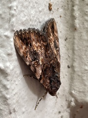 Catocala muliercula
