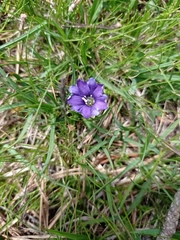 Gentiana pyrenaica