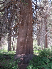 Pinus contorta murrayana