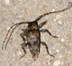 Aegomorphus modestus
