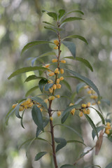 Maytenus magellanica